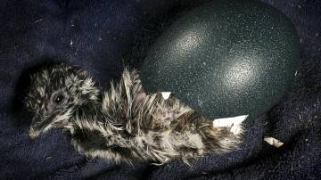 An emu chick emerges from its egg in an act being metaphorically matched by Voices of Farrer which is coming into view politically with an emu being used as its emblem.
