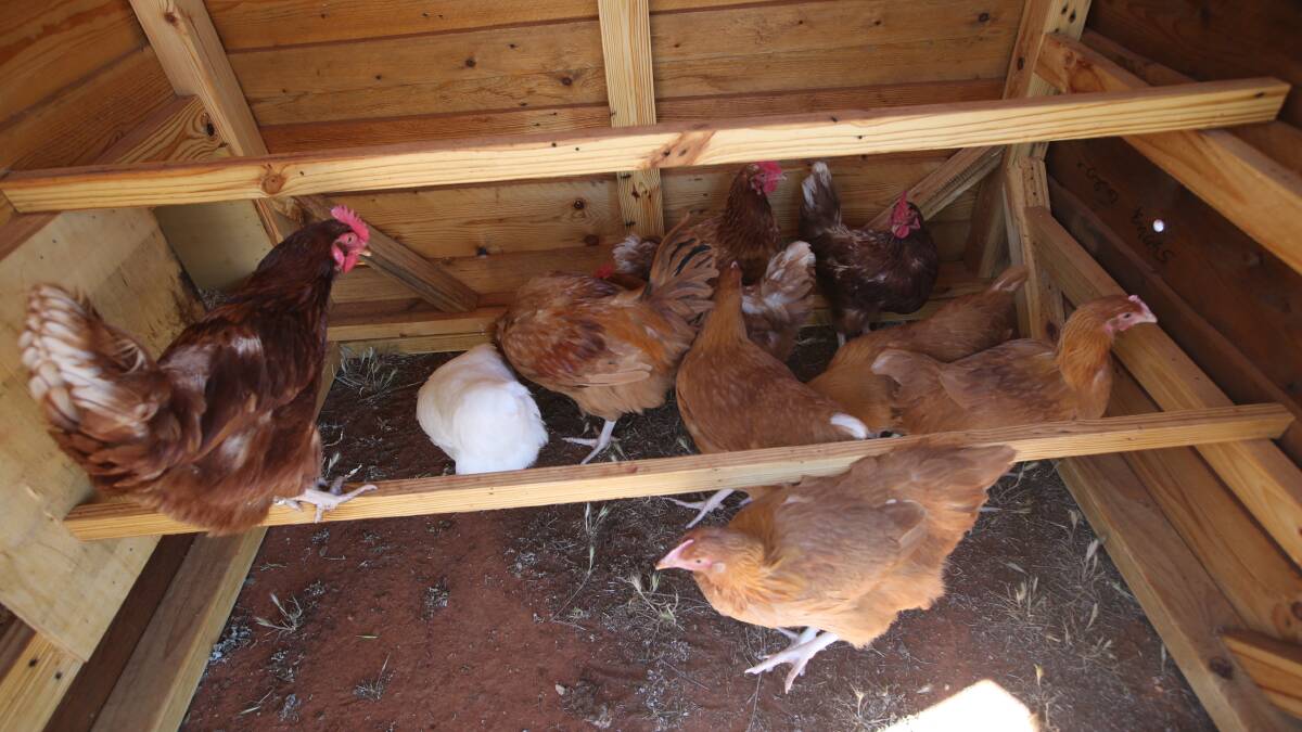 Griffith Shed for Men donate chicken shed to Lake Wyangan Public School ...